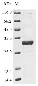 Klebsiella pneumoniae Beta-lactamase SHV-3 protein