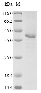 Reovirus type 3 Outer capsid protein sigma-3 protein
