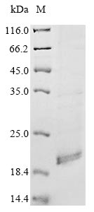 Mouse Aplnr protein