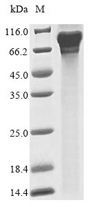 BLH1 protein
