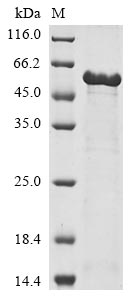 Human APAF1 protein
