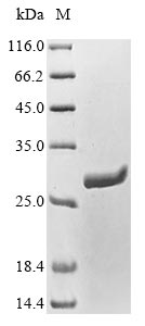 GPM1 protein