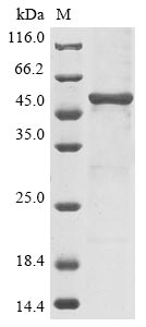 Human SERPINC1 protein