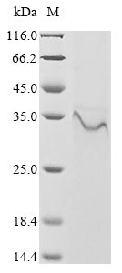 PS/HR protein