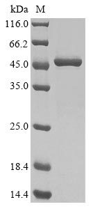 Gallus Heat shock 70 kDa protein
