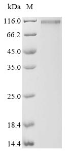 Human APBA2 protein