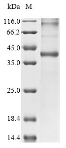 B0W0I1 protein