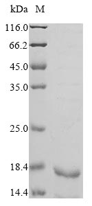 herpesvirus 1 Envelope glycoprotein G protein