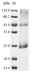 herpesvirus 6B Protein U22 protein
