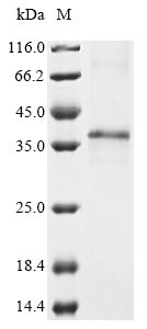 Mouse Integral membrane protein 2A protein