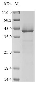 RHOER0001_5437 protein