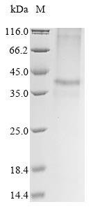 Mouse Slc30a8 protein