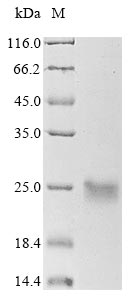 Guinea pig CACNA1C protein