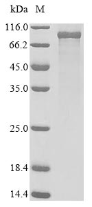 Mouse Plk2 protein