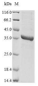 TRX1 protein