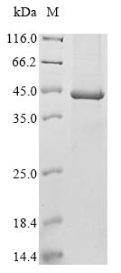 polyomavirus Major capsid protein VP1 protein