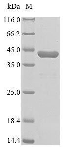 nirK protein
