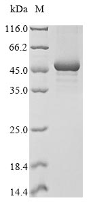 Xenopus elavl4 protein