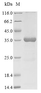 H3L protein