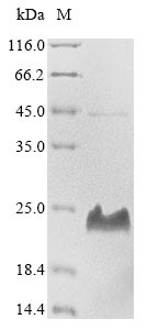 GRA3 protein