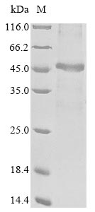 Human MACROD1 protein
