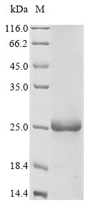 Human CDA protein