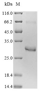 Human RHOD protein