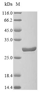 Mouse Gpx7 protein