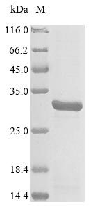 E. coli nudC protein