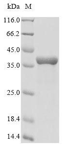 Firefly resilin protein