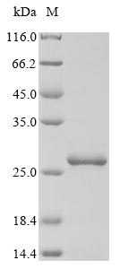 hmw1 protein