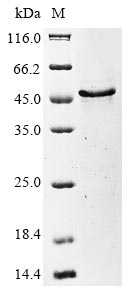 U100 protein