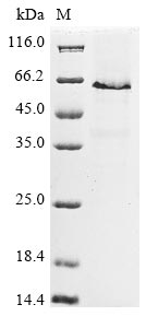 Mouse Acsl4 protein