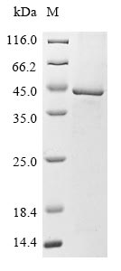 Human LIPT1 protein