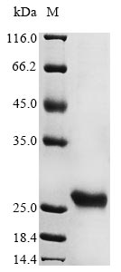 U69 protein