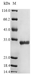 KA3L protein