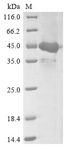 U96/U97/U98/U99/U100 protein