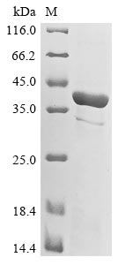 Murine polyomavirus Minor capsid protein VP2 protein
