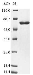 E. coli pykF protein