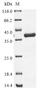 asd protein