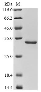 mip protein