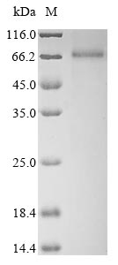 Human PKD1 protein