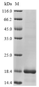 Human DEFB128 protein