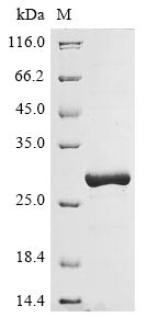 Human HLA-DRB5 protein
