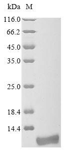 tdnL protein