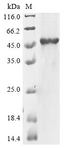 Human PSG7 protein