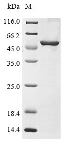 gyrB protein
