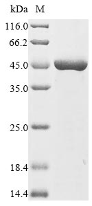 4hbD protein