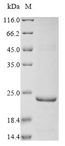 Bovine ITIH2 protein