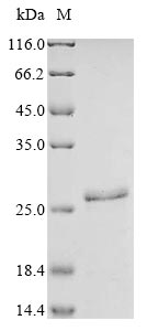 Human SLC7A5 protein